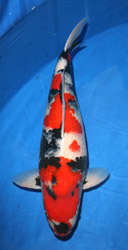 Adult Nishikigoi Division Overall Champion