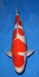 The 27th Show Grand champion