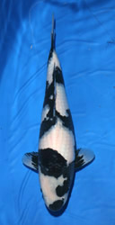 Young Nishikigoi Champion