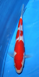 Baby Nishikigoi Champion