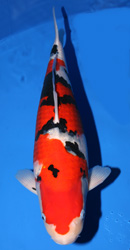 The 39th Adult Koi Division Overall Champion