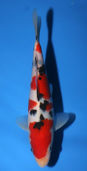 The 39th Baby Koi Division Overall Champion