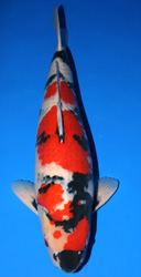 The 39th Jumbo Male Koi Division Overall Champion