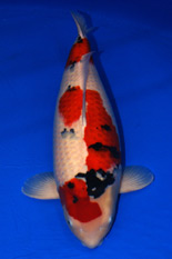 The 41st Superior Koi Division Overall Champion