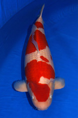 The 41st Superior Male Koi Division Overall Champion