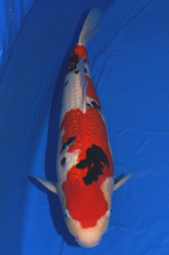 The 41st Adult Koi Division Overall Champion