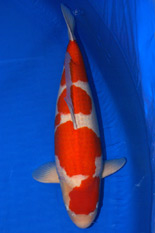 The 41st Mature Koi Division Overall Champion