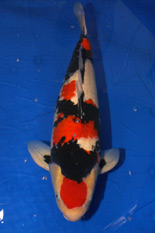 The 41st Mature Male Koi Division Overall Champion