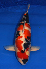 The 41th Jumbo Koi Division Overall Champion