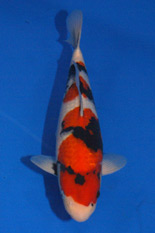 The 41st Young Koi Division Overall Champion