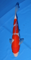 20th Division