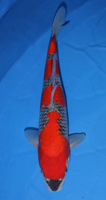35th Division