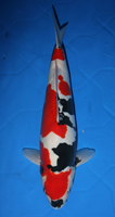 45th Division
