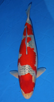 65th Division