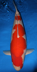 The 49th Overall First Prize