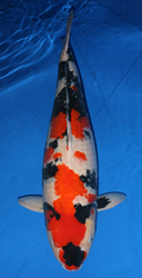 The 49th Overall Second Prize