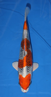 30th Division