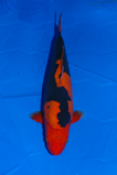 ���c����ʏܑ�45��