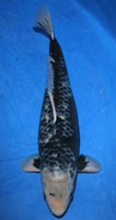 ς