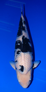 ʓ{܂ׂb