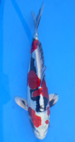 28th Division