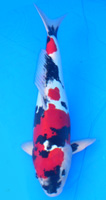 45th Division