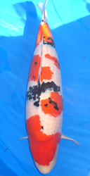 Taisho Sanshoku