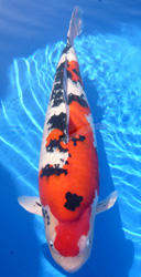 Taisho Sanshoku