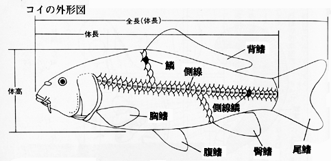 鯉の外形図