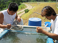 selection of Koi fry