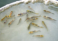 selected Koi fry