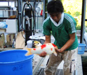 Returning Koi to the pond