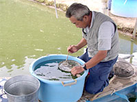 selection of Koi fry