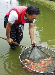 Mr. Tomono working at a field pond