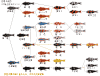 Koi Gene Tree