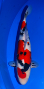 55