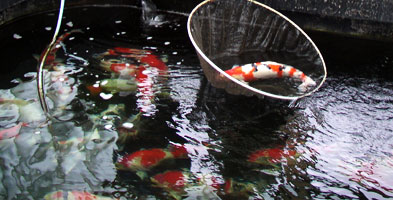 A Koi selected by a Tateshi