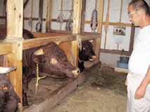 Raising bulls for Tsunotsuki