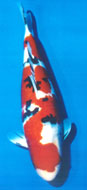 Marusaka Sanke