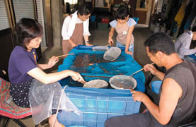 The Nogami family selecting and sorting