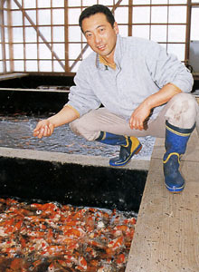 Mr. Nogami at the Koi farm
