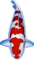 Kohaku