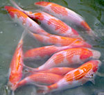 Kohaku ginrin de Sekiguchi