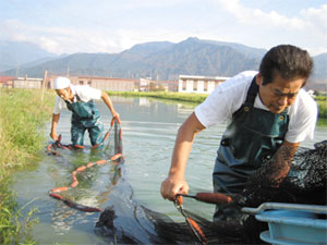 Sekiguchi Koi Farm