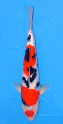 Young Koi Division (from 25 to 40cm (10 to 16inches)) Overall Champion