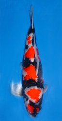 Mature Koi Division(from 40 to 55cm (16 to 22 inches)) Overall Champion