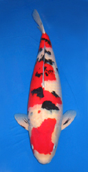 Mature Koi Division(from 40 to 55cm (16 to 22 inches)) Overall Champion