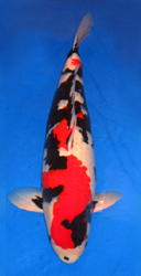 Jumbo Koi Division(from 70 to 80cm (28 to 32 inches)) Overall Champion